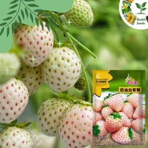 সাদা স্ট্রবেরি বীজ ২৫০+ পিস, দুর্লভ সাদা ফল, টব ও মাঠে চাষযোগ্য, আকর্ষণীয় ও সুস্বাদু ফল। বাজারে চাহিদা অনেক।