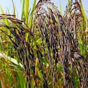 black raich 2kg