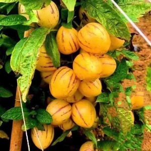 pepunio এক পেকেট কিনলে এক পেকেট ফ্রী