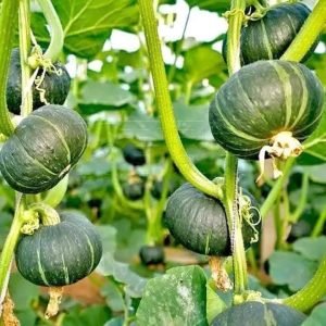 এক পেকেট কিনলে এক পেকেট ফ্রী