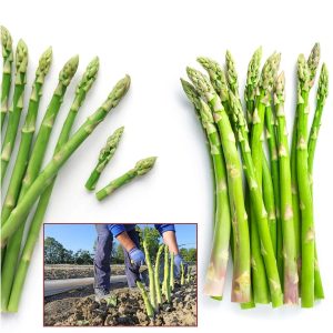 american asparagus seeds